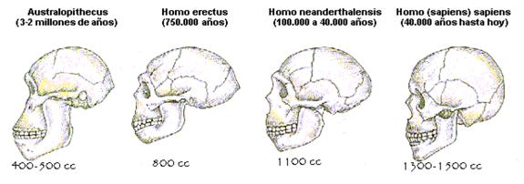 hominidos3