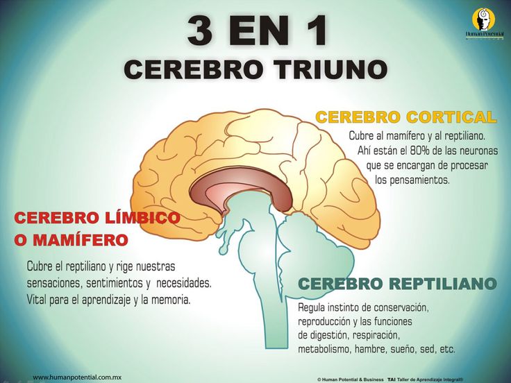 Cerebro_triuno