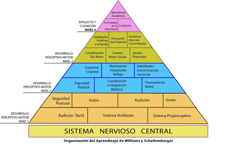 organizacion del aprendizaje